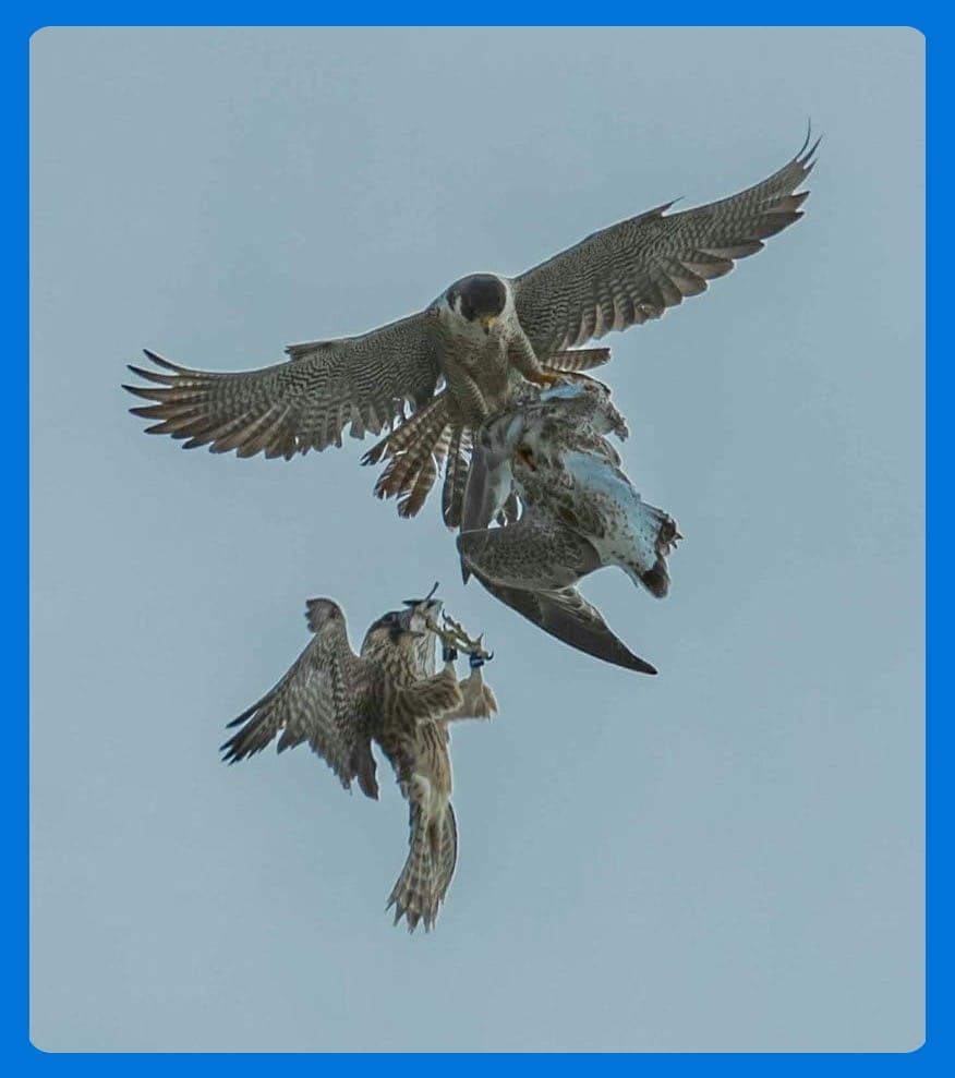 bird flying during daytime
