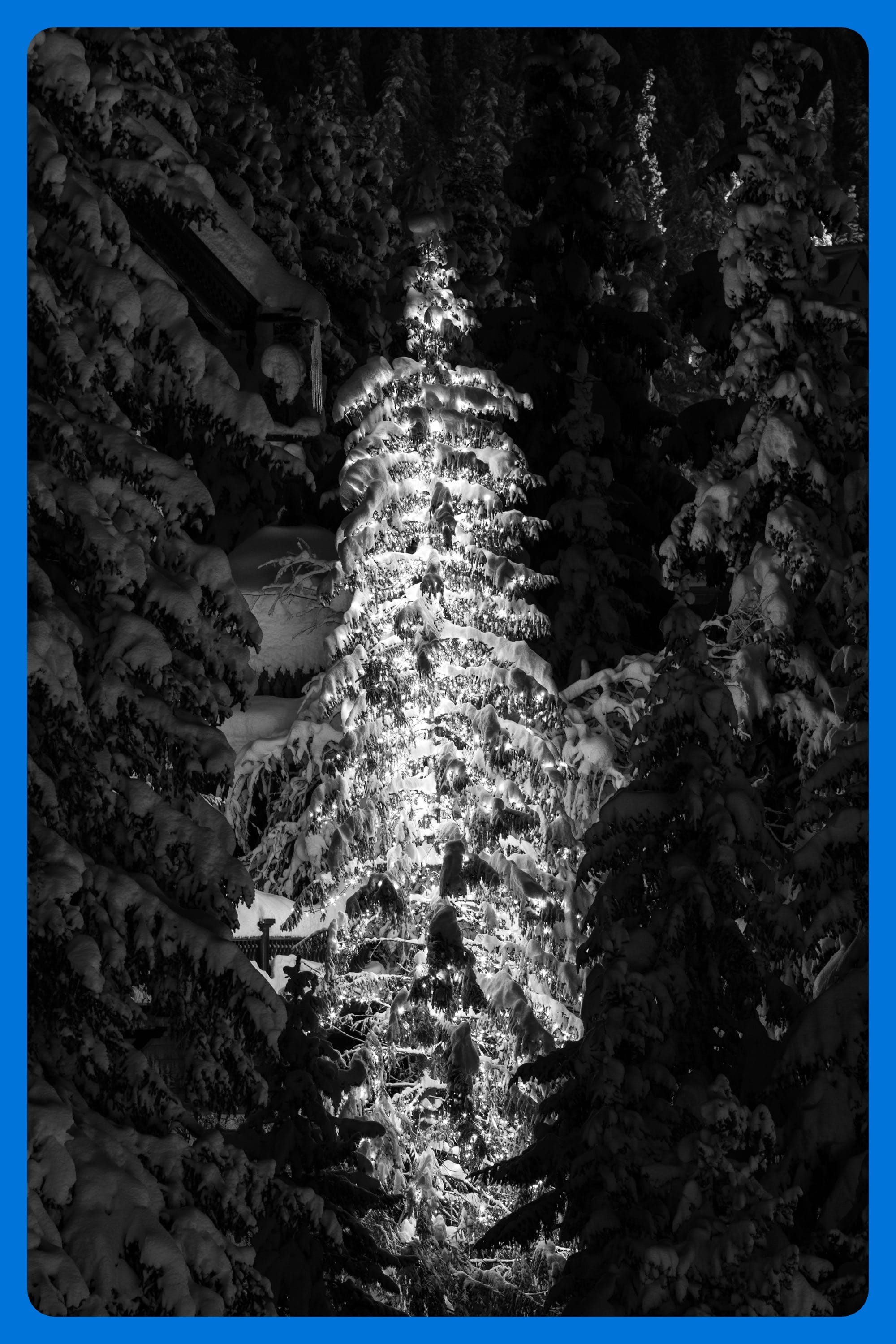grayscale photo of pine tree covered with snow