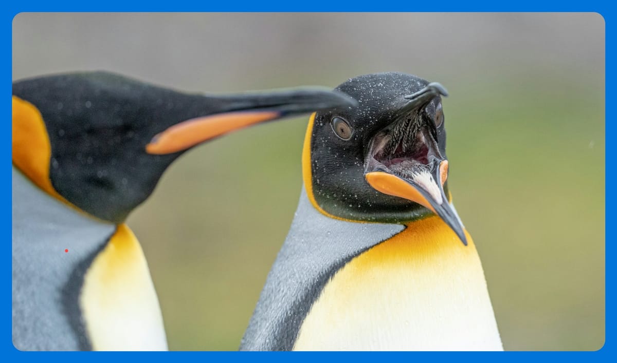 Rick Bowness makes his road debut behind CBJ bench (in Pittsburgh)